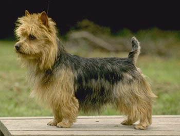http://www.fordogtrainers.com/ProductImages/dog-breeds-muzzles/Australian-Terrier-muzzle-Australian-Terrier.jpg