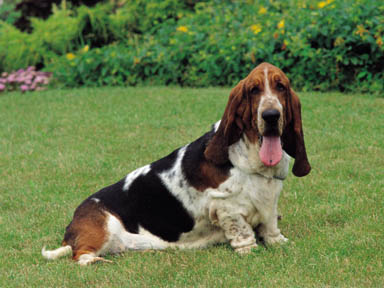 Hound+dog+breeds+pictures