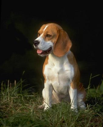 Beagle Harrier  muzzle