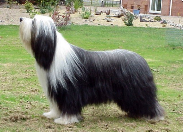 Collie Size
