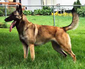 Belgian Shepherd Malinois