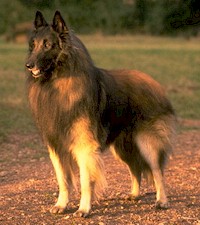 Belgian Shepherd Tervuren muzzle