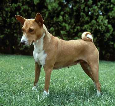 Basenji muzzle