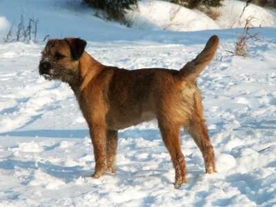 http://www.fordogtrainers.com/ProductImages/dog-breeds-muzzles/Border-Terrier-muzzle-Border-Terrier.jpg