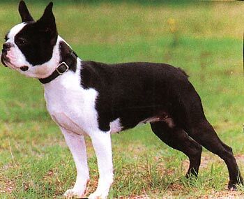 Boston-Terrier-muzzle-Boston-Terrier.jpg