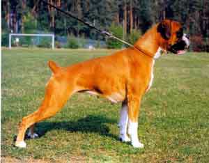 Boxer muzzle