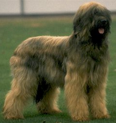 Briard  muzzle