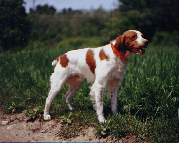 Brittany Spaniel  muzzle