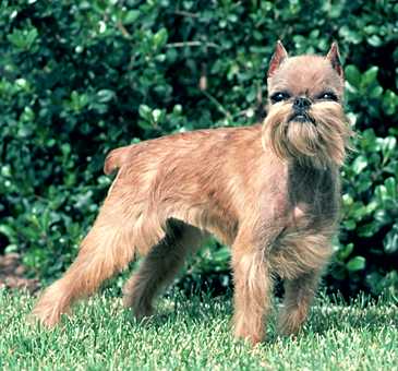 Brussels Griffon | petsafe