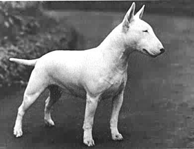 bull terrier photo