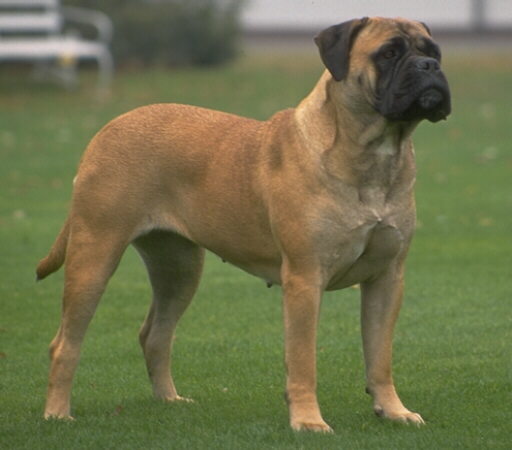 http://www.fordogtrainers.com/ProductImages/dog-breeds-muzzles/Bullmastiff-muzzle-Bullmastiff.jpg