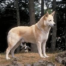 Canaan Dog  muzzle