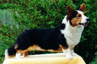 Cardigan Welsh Corgis