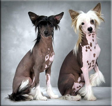 http://www.fordogtrainers.com/ProductImages/dog-breeds-muzzles/Chinese-Crested-muzzle-Chinese-Crested.jpg