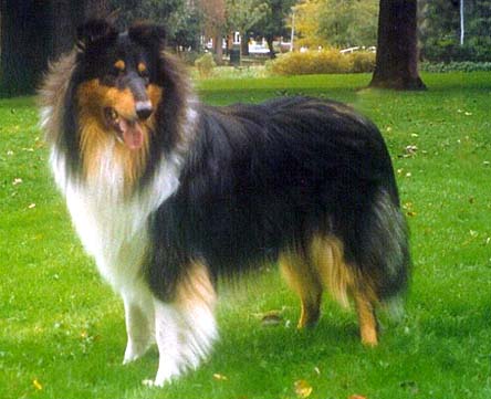 Collie | dog bathing