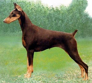   Breed Chart on Pinscher Wire Basket Dog Muzzles Size Chart   Doberman Pinscher Muzzle