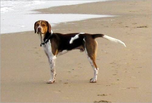English Foxhound muzzle