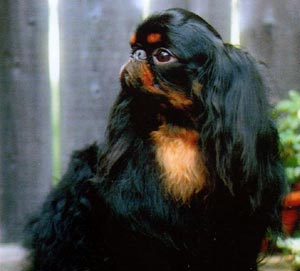 English Toy Spaniel muzzle