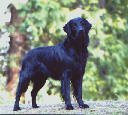 Flat-Coated Retriever muzzle
