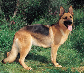 Get breeders german shepherd dogs