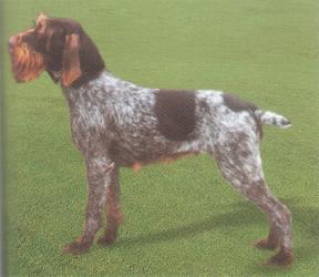 German Wirehaired Pointer muzzle