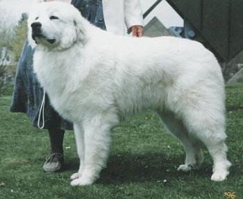 Great Pyrenees muzzle