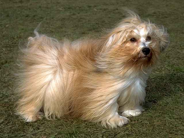 Havanese muzzle