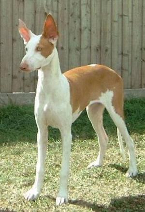 Ibizan Hound muzzle