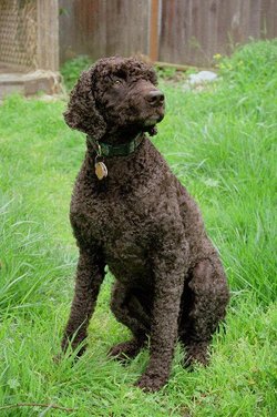 Irish Water Spaniel muzzle