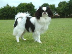 japanese spaniel