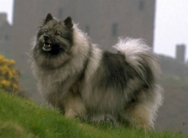 Keeshond muzzle