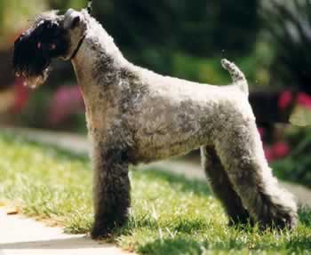 Kerry Blue Terrier muzzle