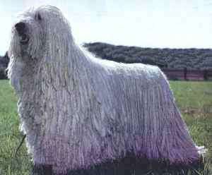 Komondor muzzle