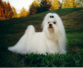 Maltese muzzle