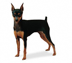 Breed Chart on Wire Basket Dog Muzzles Size Chart   Miniature Pinscher Muzzle