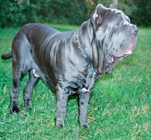 Neapolitan Mastiff Puppies on Neapolitan Mastiff Muzzle Neapolitan Mastiff Jpg