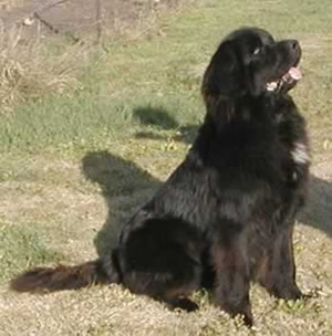 Newfoundland muzzle