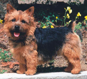 Norwich Terrier Norwich-Terrier-muzzle-Norwich-Terrier