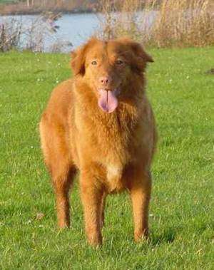 Nova Scotia Duck-Tolling Retriever muzzle