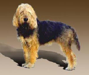 Otterhound muzzle