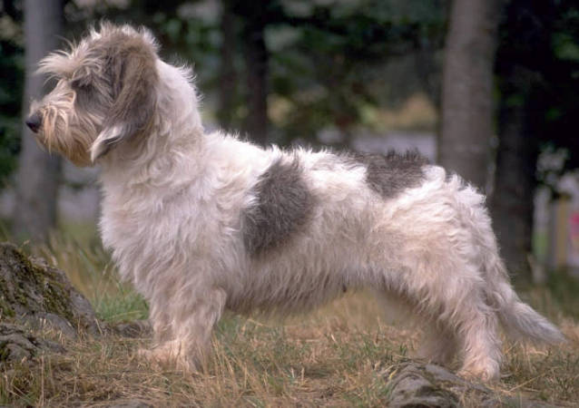 Petit Basset Griffon Vendeen muzzle