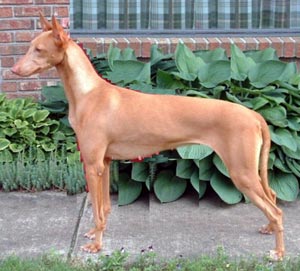 Pharaoh Hound muzzle