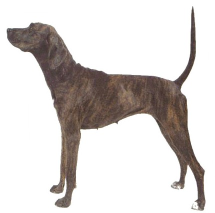 Plott Hound muzzle