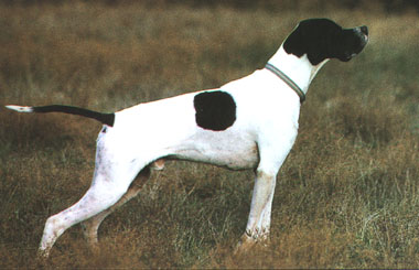 Pointer muzzle
