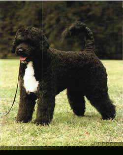 Portuguese Water Dog muzzle