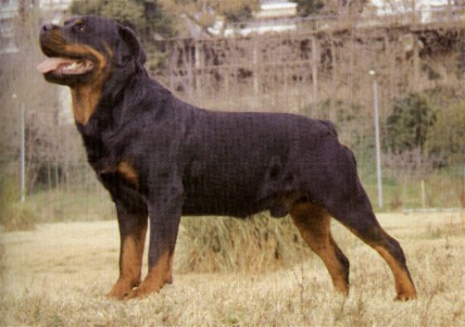  Breed Chart on Rottweiler Wire Basket Dog Muzzles Size Chart   Rottweiler Muzzle