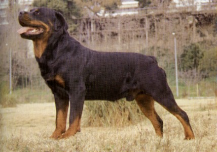   Breed Chart on Rottweiler Wire Basket Dog Muzzles Size Chart   Rottweiler Muzzle