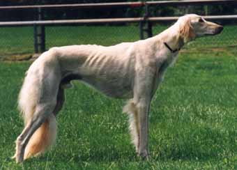 Saluki muzzle