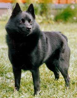 Schipperke muzzle
