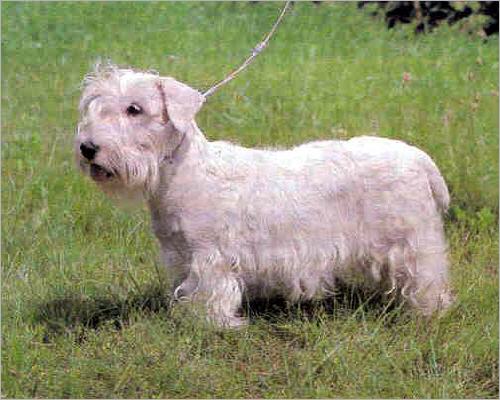 Sealyham Terrier muzzle